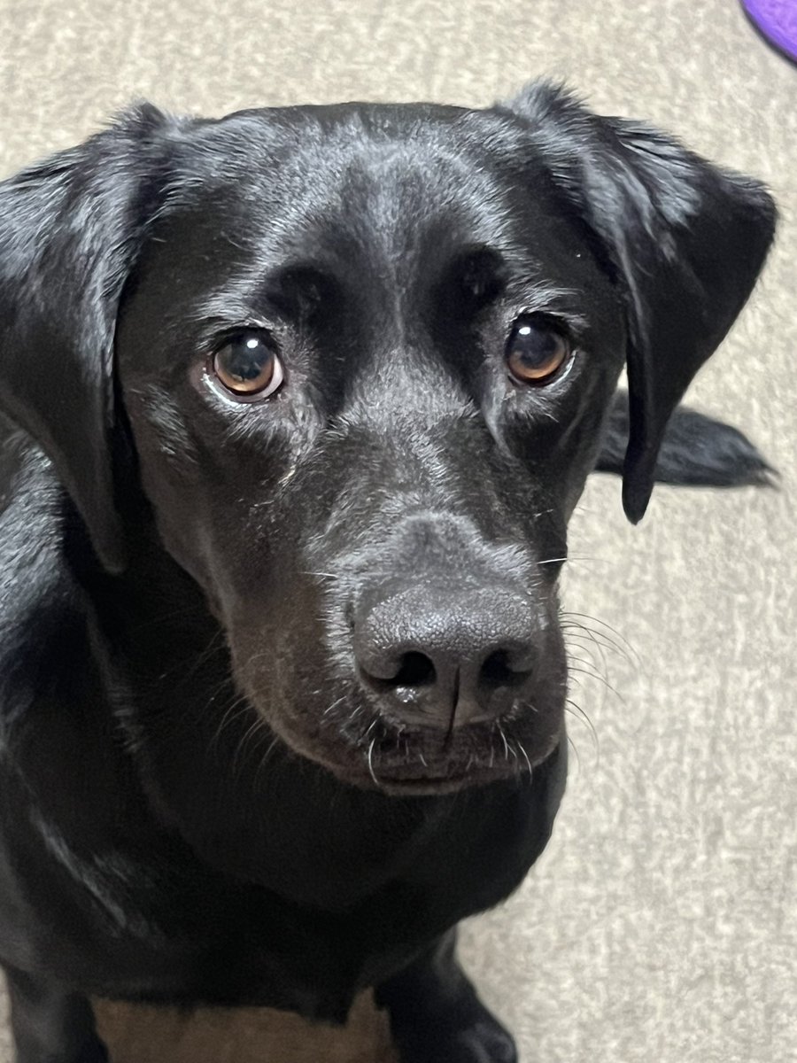 iPhoneのカメラに歪みが生じると知ったので犬（ラブラドール）で実験。
左（1枚目）が1倍で撮影
右（2枚目）が3倍で撮影
飼い主としては1枚目のおとぼけな感じも好きだけど😂肉眼に近いのは2枚目かな
#ラブラドールレトリバー  #黒ラブ