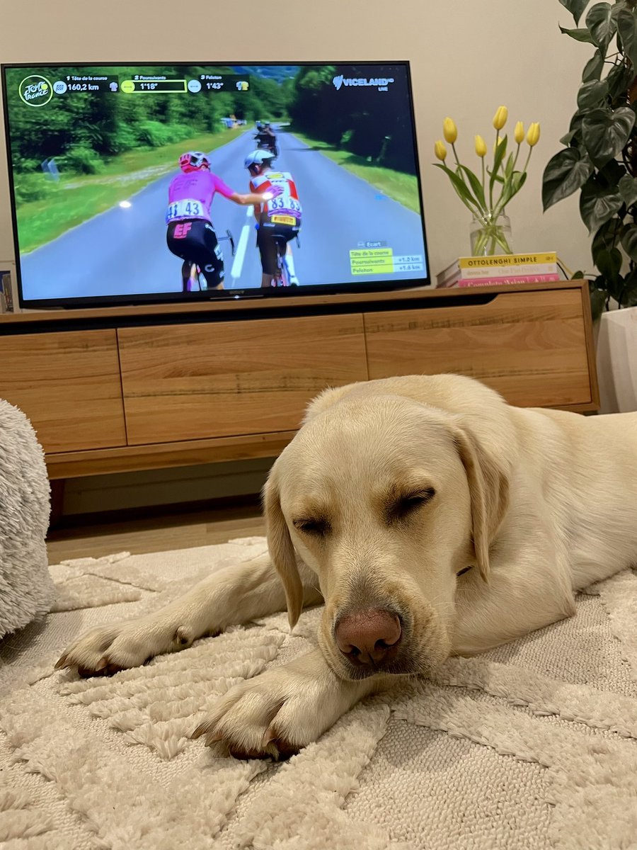 Tired just thinking about tonight’s hills <a href="/SBS/">SBS Australia</a> #CouchPeloton #TourDog