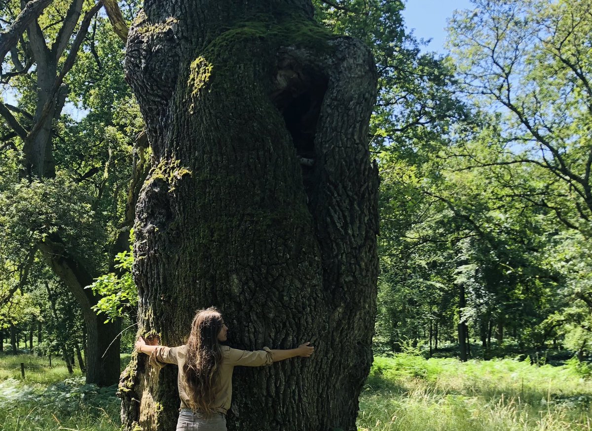 When I need a pep talk, like I did ahead of #TheFeatherSpeech debate tomorrow, I pay a visit to the old wise oaks. Not far from this one is the oldest oak (1048 years old).