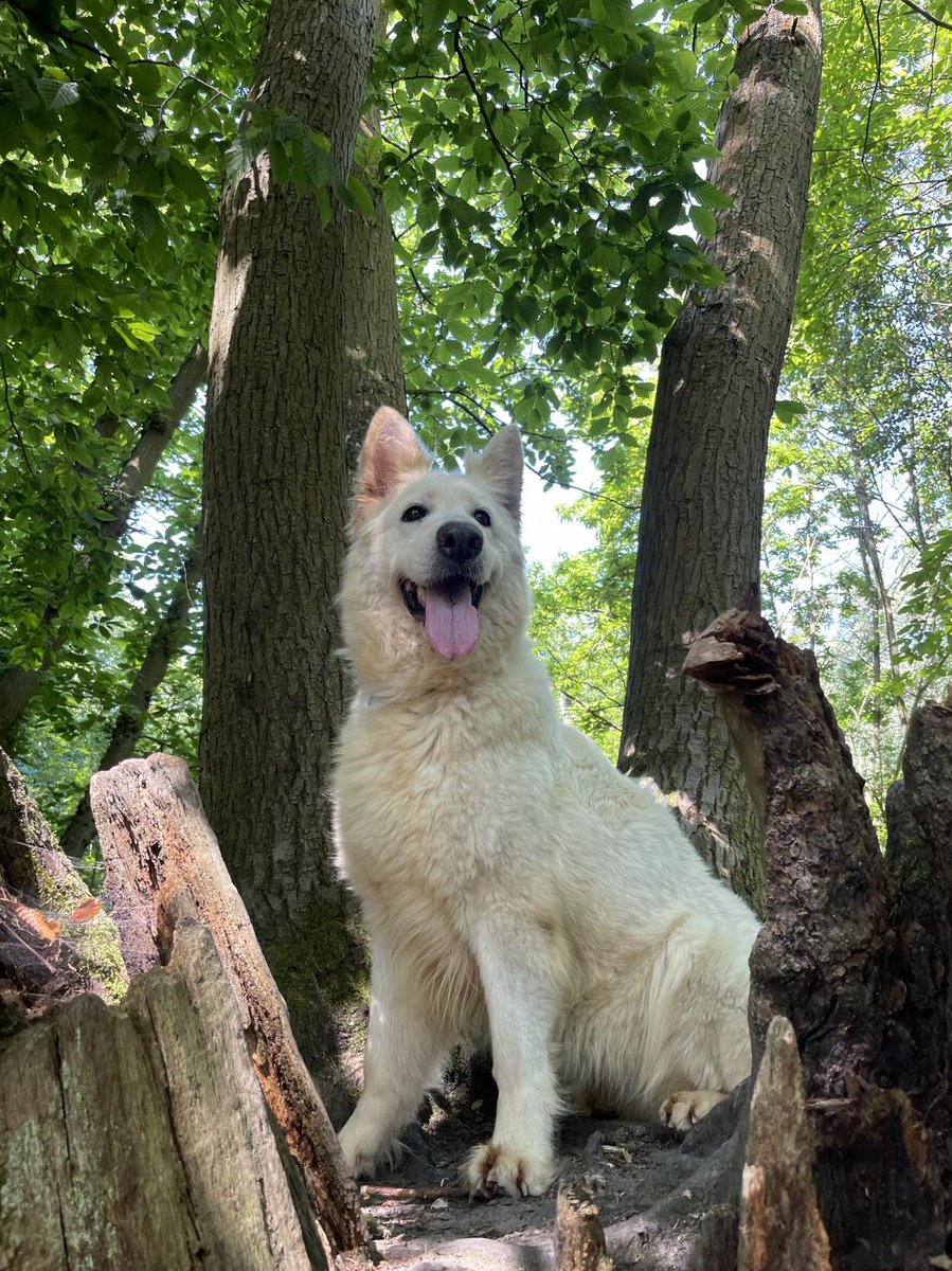 gsrescueelite tweet picture