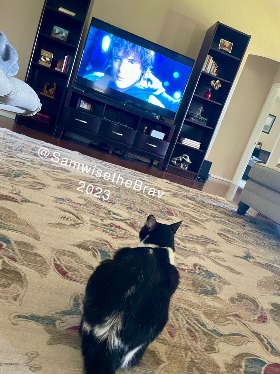 SamwisetheBrav's tweet photo. Just learning how to be brave by watching my namesake in Lord of the Rings! #catsoftwitter #samwisethebrave #LOTR https://t.co/oVcYeqtDQQ
