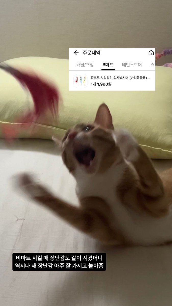 맹수 고양이 #가족찾는달콤이
#고양이입양 #고양이입양홍보 #사지말고입양하세요

💛 22년 10월생 | 코숏 치즈 | 3차 접종•중성화 완료 💛