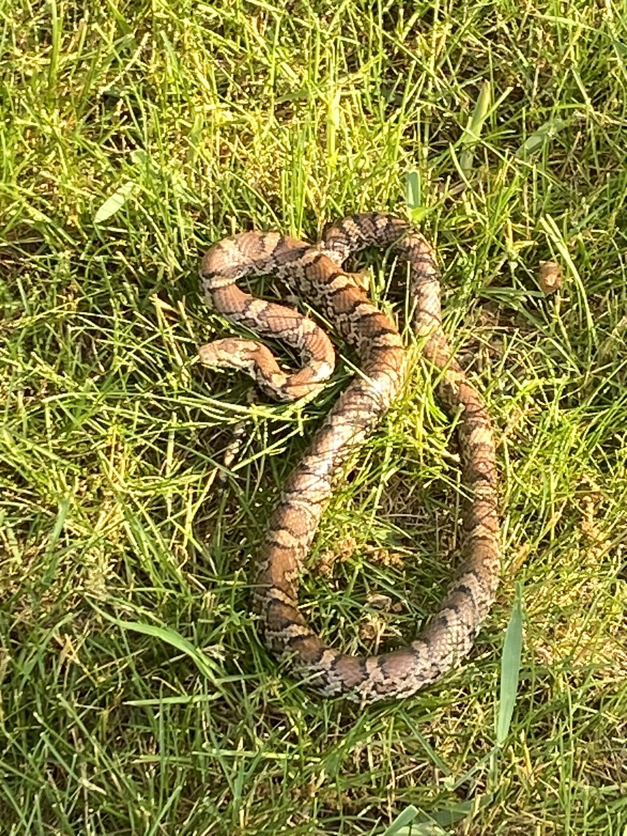 oceanlovingfool's tweet photo. @WildSnakeID is this a milk snake? Picture taken by bf in Dane County, Wi. https://t.co/3uINDEp8Mc