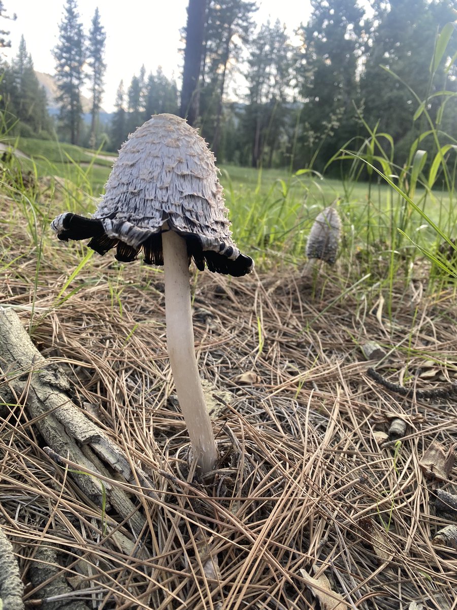 mushroom check in - looks deadly ☠️