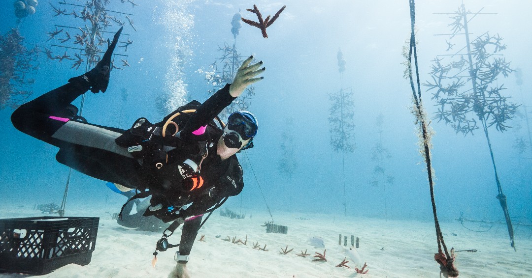 coralcrf's tweet photo. hey siri, play “levitating” by dua lipa
.
📸 : Sara Nilsson / Coral Restoration Foundation™ #coralrestoration #coralreef #coralgrowth #generationrestoration #photomosaic #technology #wildlife #reefhealth #raisethereef #impact #protectwhatyoulove #dowhatyoulove #reefbuilders https://t.co/cjn2bVUn8D