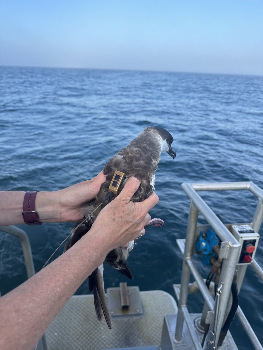 Track Seabirds tweet media