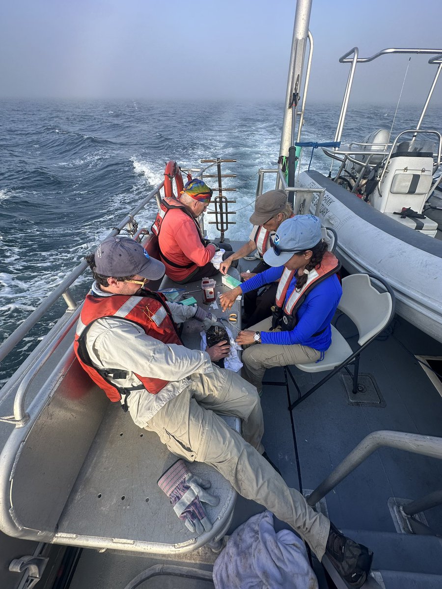 Track Seabirds tweet media