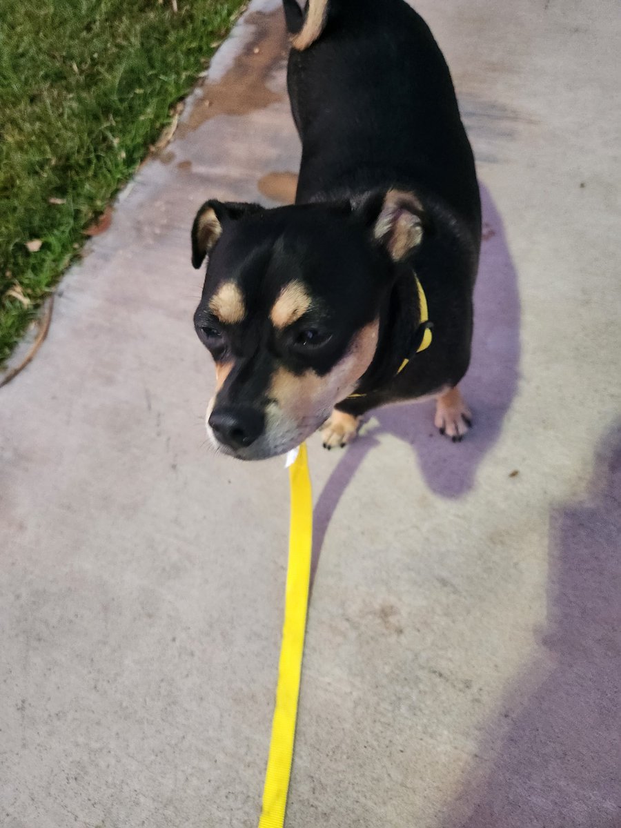 nurmiunchained's tweet photo. Ron the dog wanted me to let you all know that while the garage door freaks him out a bit and he is still getting used to the routines in his new house he is settling in nicely and loves his morning walks with his dad. #dog #AdoptDontShop #ronthedog https://t.co/q9VPDeh4kZ