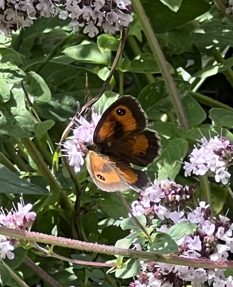 Ruth Newby tweet media