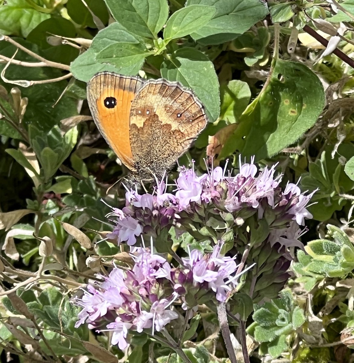 Ruth Newby (@ruth_newby) on Twitter photo First Gatekeeper of the year in my garden just now, making g a beeline for the Oregano as usual! <a href="/savebutterflies/">Butterfly Conservation 🦋</a> <a href="/BCWarwickshire/">BC Warwickshire</a> <a href="/_JoelAshton/">Joel Ashton 🍃🌳🍃</a> First Gatekeeper of the year in my garden just now, making g a beeline for the Oregano as usual! <a href="/savebutterflies/">Butterfly Conservation 🦋</a> <a href="/BCWarwickshire/">BC Warwickshire</a> <a href="/_JoelAshton/">Joel Ashton 🍃🌳🍃</a>