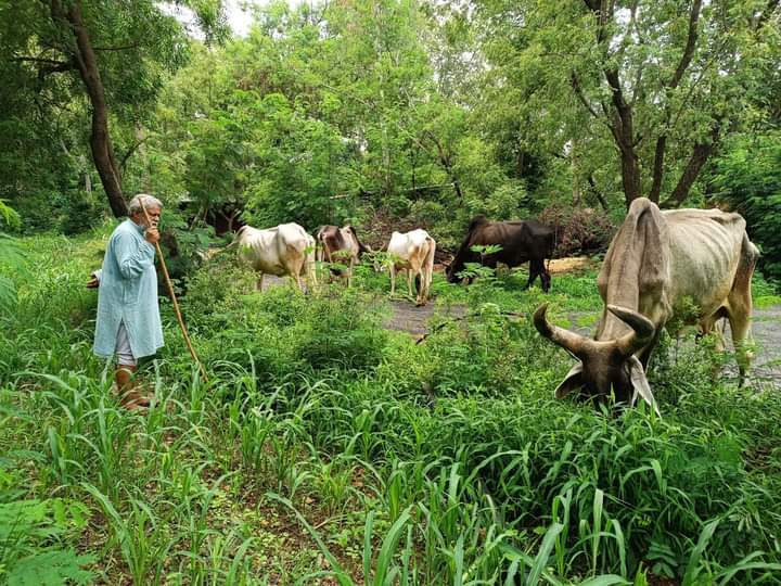 Mpsinghpress's tweet image. #Tigerproject
टाइगर प्रोजेक्ट बन सकते है,तो गाय अभ्यारण भी बनाए जा सकते हैं।
मैग्सेसे पुरस्कार विजेता जलपुरुष राजेन्द्रसिंह अभ्यारण्य में गाय चराते हुए।@narendramodi_in @myogiadityanath @anandibenpatel @Mayawati @Dept_of_AHD @nstomar @yadavakhilesh @jayantrld @RahulGandhi #Tiger