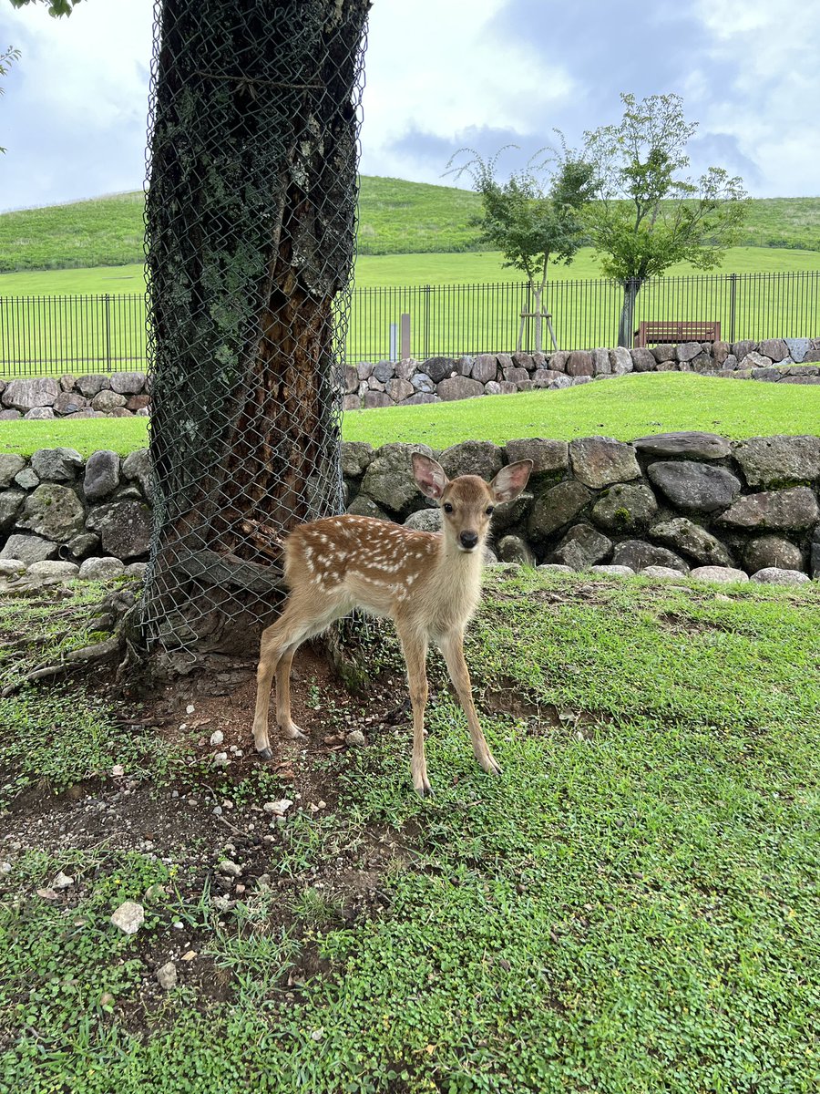 naranto_valu's tweet photo. 子鹿公開も終わり、今年生まれた子鹿もいよいよ奈良公園デビュー✨
近づきすぎず、そっと成長を見守りましょう。
#奈良公園 #子鹿 https://t.co/Kf0fvDyWPK