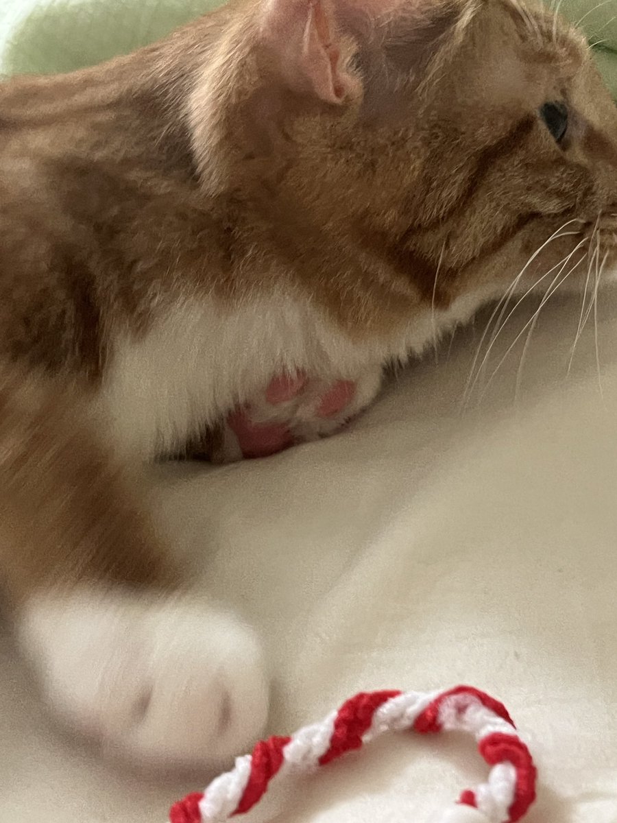 사냥하느라 핑크코 핑크젤리 됨 #가족찾는달콤이
#고양이입양 #고양이입양홍보 #사지말고입양하세요

💛 22년 10월생 | 코숏 치즈 | 3차 접종•중성화 완료 💛