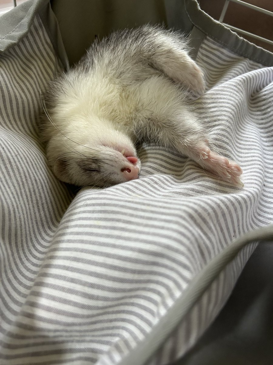 今日のイタチの寝相 https://t.co/aA79yDxsPB
