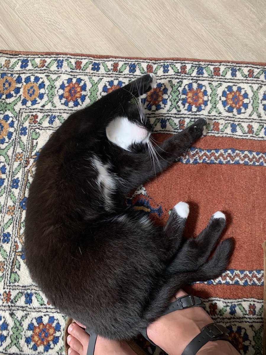 Arrived in Utrecht. Minne is already getting comfy.