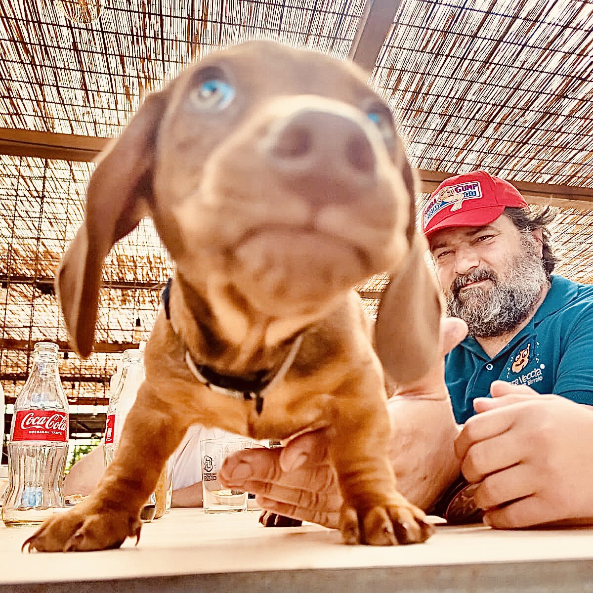 Per chi non lo sapesse ancora è arrivato Oliver #bassotto #pet #cane