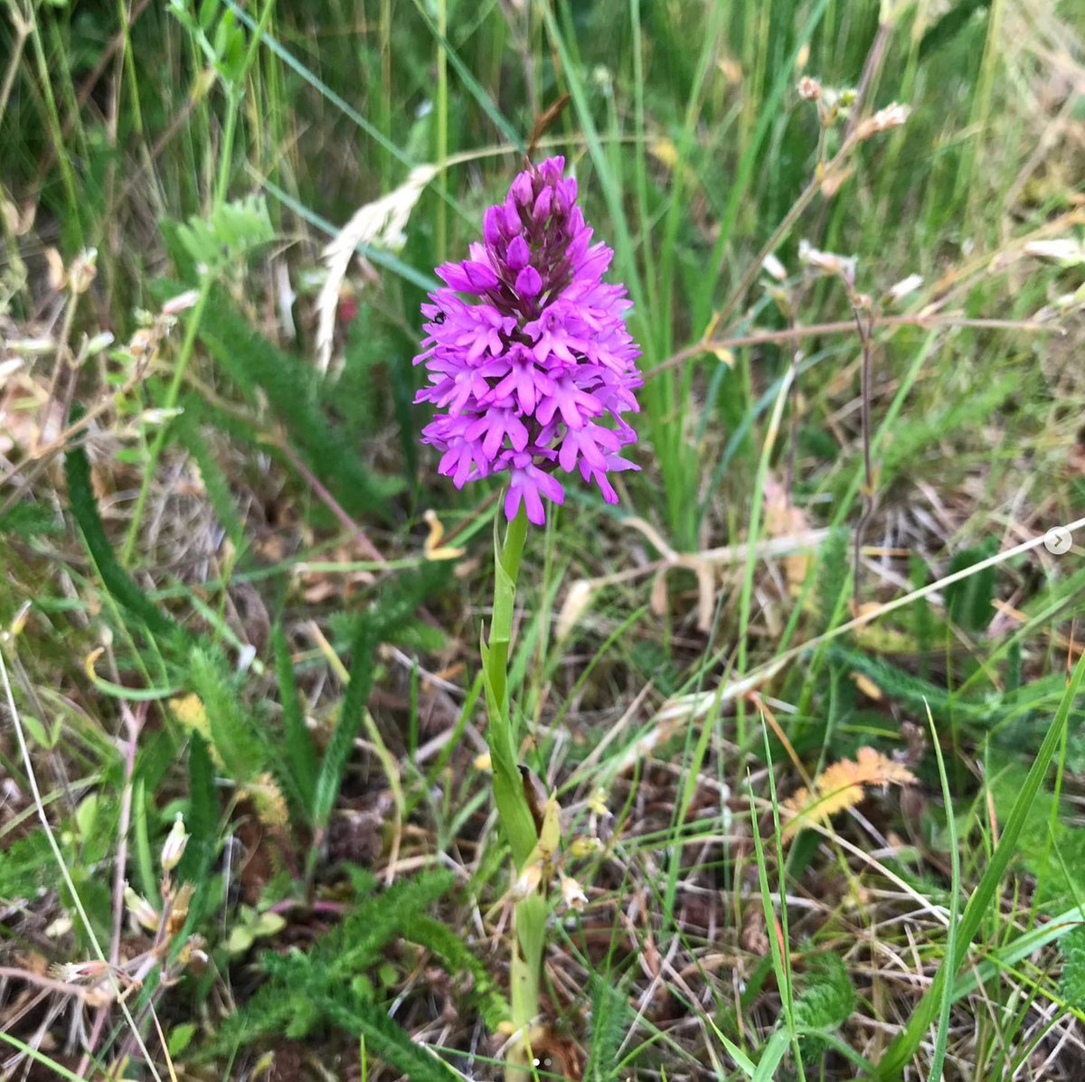 katia_hougaard's tweet photo. Purple pyramidal orchid (Anacamptis pyramidalis) is uncommon native wildflower species in the UK. It needs specific symbiotic mycorrhizal fungi in the soil in order to colonise new habitats. #orchid #orchids #pyramidalorchid #nature #WildFlower #britishorchids https://t.co/8umFy7qEVs