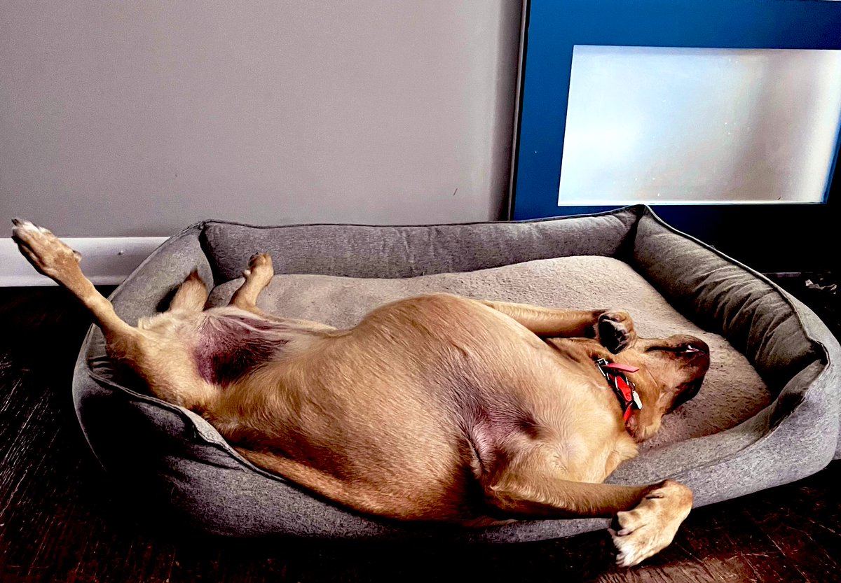 Hoping to take my vacation cues from this doggo who really knows how to do it. 

Aiming to throw my productivity goals out the window today, and just watch some <a href="/Wimbledon/">Wimbledon</a>