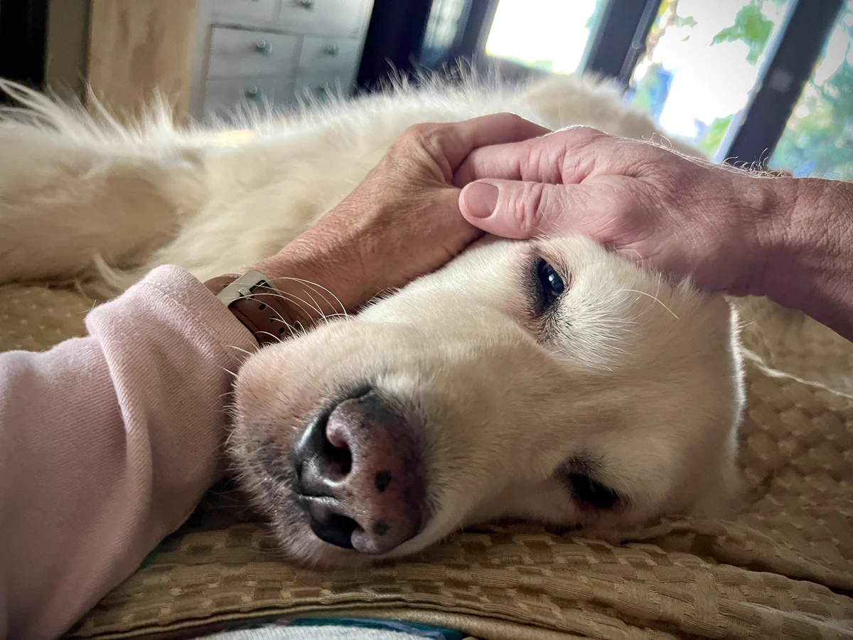 A white fluffy dog looking sleepy is lying on a gold comforter on a bed. There are two people holding hands and have their hands resting on the dogs head.