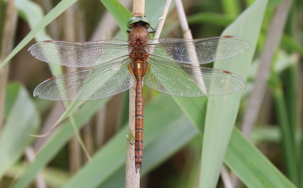 petersketch's tweet photo. Ended #DragonflyWeek23 on a high yesterday with a trip to @RSPB_Strumpshaw in perfect dragonfly-watching weather. At least 9 species, the highlights being Small red-eyed damselfly and this Norfolk Hawker (aka Green-eyed Hawker). @BDSdragonflies https://t.co/OuivcMXr33