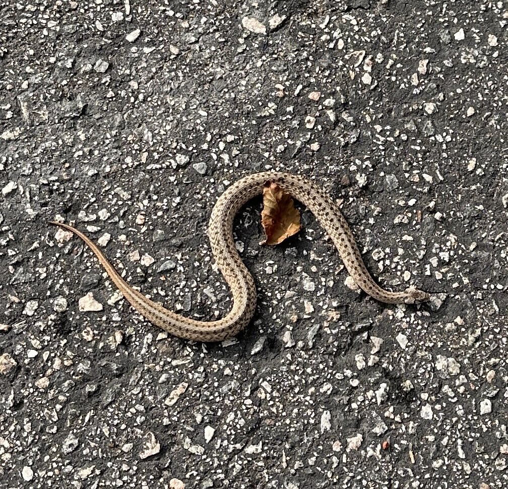 Max Armstrong tweet media