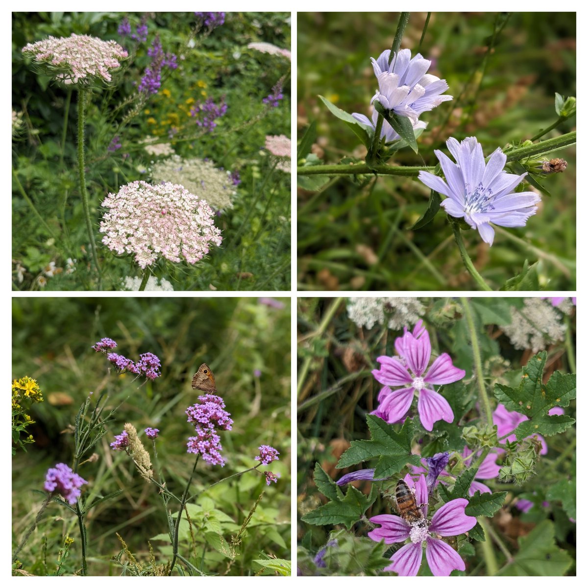 Superloopy101's tweet photo. Our little urban meadow, that @IpswichGov have given us permission to seed, is doing well this year. Plenty of bees, bugs and butterflies. #urbanmeadow #meadow #suffolkwildlife #ipswichwildlife #wildflowers #ipswich https://t.co/wCKSxuYMTZ