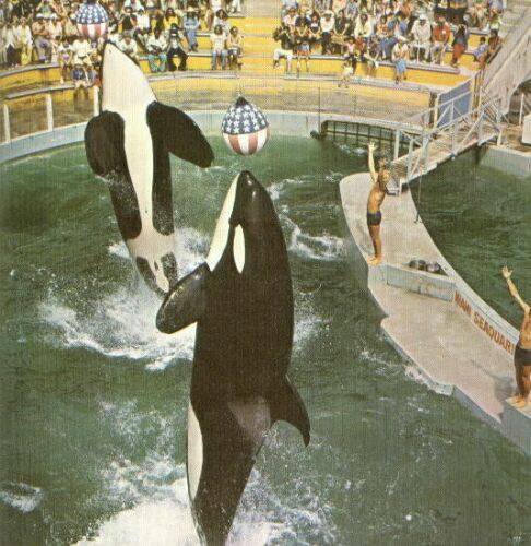 CagesFree's tweet photo. Looking at the size of these #orcas and looking at the size of these pools, this is so wrong. 👎
#Orcas, used and abused like in #moneymakingmachines https://t.co/XtzPCQvwya