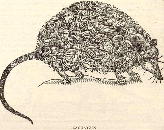 the #opossum (tlacuatzin in #Nahuatl) was the only marsupial known to the #Mexica/#Aztecs (and the first encountered by Europeans). 'Its mythic personality permeates the entire Mesoamerican tradition' (Alfredo López Austin). Read our brand new feature -
mexicolore.co.uk/aztecs/flora-a…
