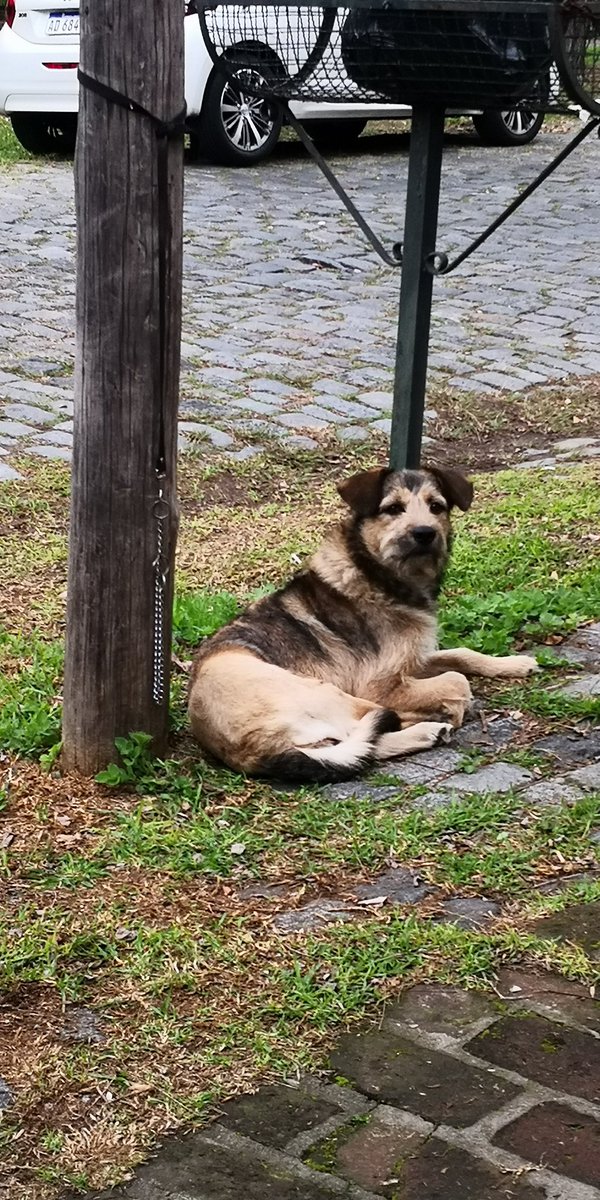 topatumba's tweet photo. Lo dejaron atado y tiene la patatrasera mal. Zona #villaadelina @Mascotas_zn https://t.co/gbfisOuZ4r