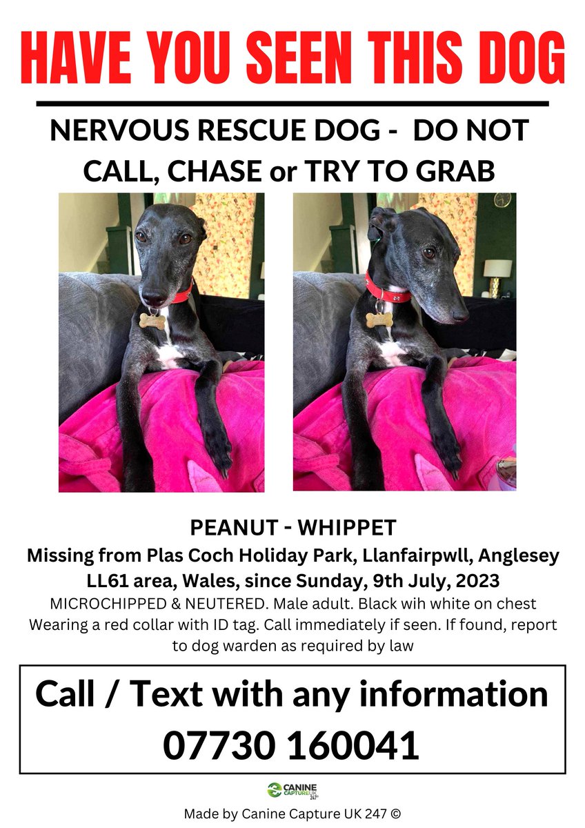 uk_canine's tweet photo. SIGHTINGS ONLY - NERVOUS RESCUE DOG MISSING IN AN UNFAMILIAR AREA - DO NOT CHASE, GRAB OR ATTEMPT TO CATCH
#PEANUT IS #MISSING FROM #PLASCOCH HOLIDAY PARK, #LLANFAIRPWLL, #ANGLESEY, #LL61 AREA, WALES, SINCE SUNDAY, 9th JULY, 2023
https://t.co/DbEBZlgtb1 https://t.co/3zQMaJBXIz