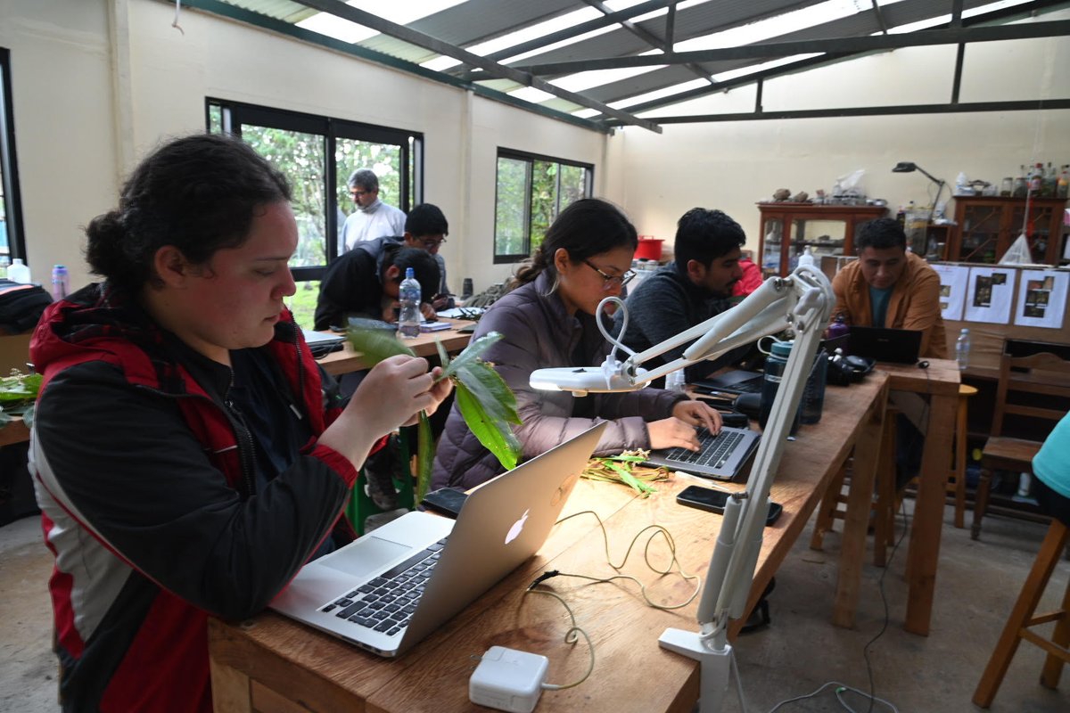 pedoconnective's tweet photo. Amazing experience with @gloquidias @renato_rgolden and @dendrorex. We recently concluded a week-long course on #melastomataceae systematics, taxonomy and evolution in Oxapampa, Peru with 14 students from 6 countries. Fully funded by @NSF. https://t.co/lUIi58eqZp
