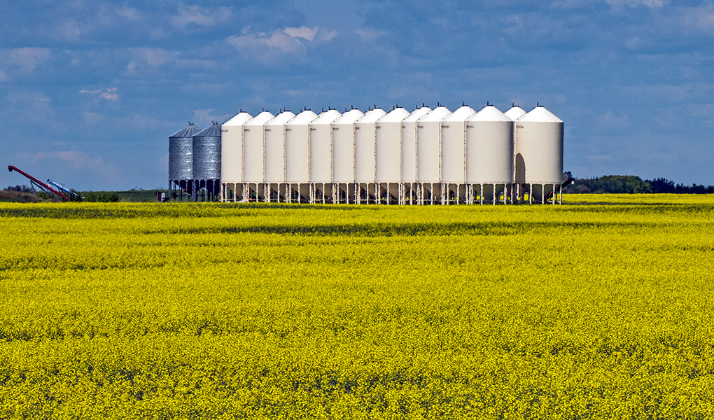 KarpanParkland's tweet photo. Grain bins surrounded by canola fields near Aberdeen @Saskatchewan. #ExploreSask #ExploreCanada #prairiesnorth #meanwhileinsask #TMACtravel #satw #ThePhotoHour https://t.co/KKJmVzrFq2