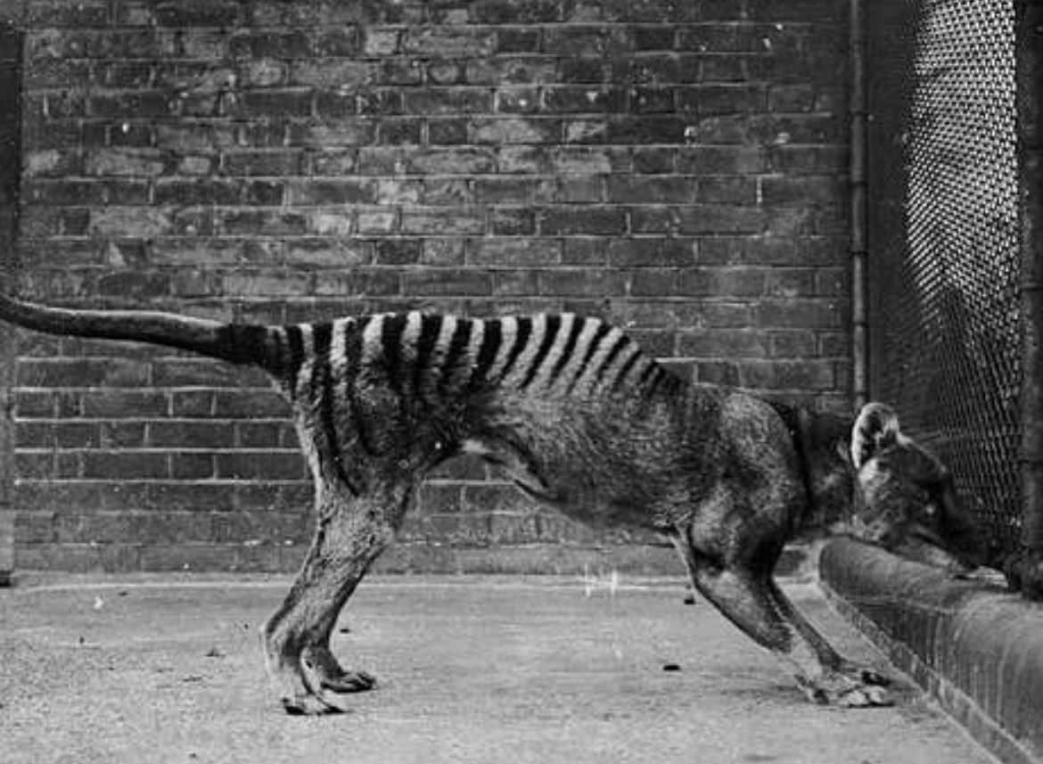 Historic Vids tweet media