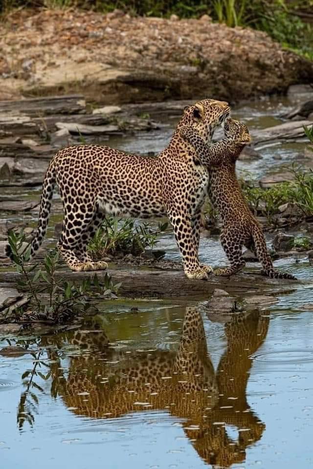 Nisha Purushothaman, Fotograf
Wildlife photographer
Conservationist and Speaker
Co-founder @pawstrails @maratrails
DM for Prints & Workshops
Based in Prince George, Canada
linklist.bio/nishapurushoth…

♥️♥️♥️