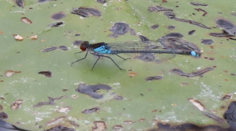 petersketch's tweet photo. More for #DragonflyWeek23 from @RSPB_Strumpshaw yesterday - Brown Hawker, Ruddy Darter, Small Red-eyed Damsel and Norfolk Hawker. It really was quite a show. https://t.co/7YlGTLrI5N