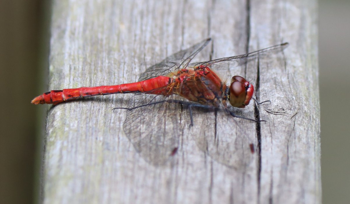 petersketch's tweet photo. More for #DragonflyWeek23 from @RSPB_Strumpshaw yesterday - Brown Hawker, Ruddy Darter, Small Red-eyed Damsel and Norfolk Hawker. It really was quite a show. https://t.co/7YlGTLrI5N
