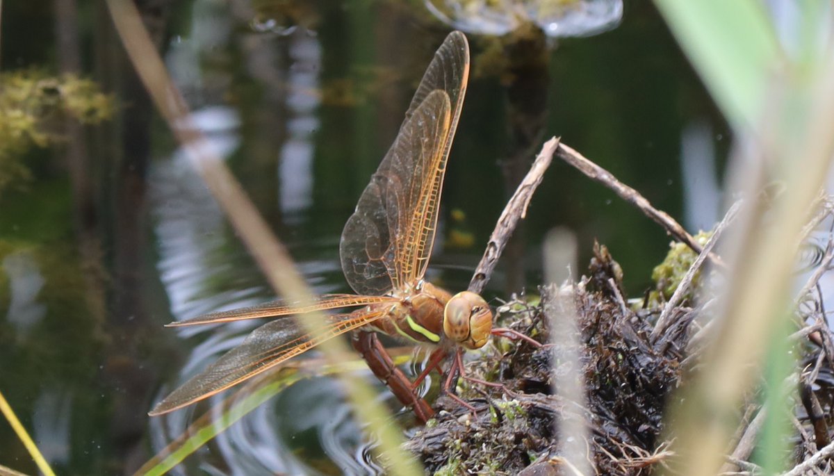 petersketch's tweet photo. More for #DragonflyWeek23 from @RSPB_Strumpshaw yesterday - Brown Hawker, Ruddy Darter, Small Red-eyed Damsel and Norfolk Hawker. It really was quite a show. https://t.co/7YlGTLrI5N