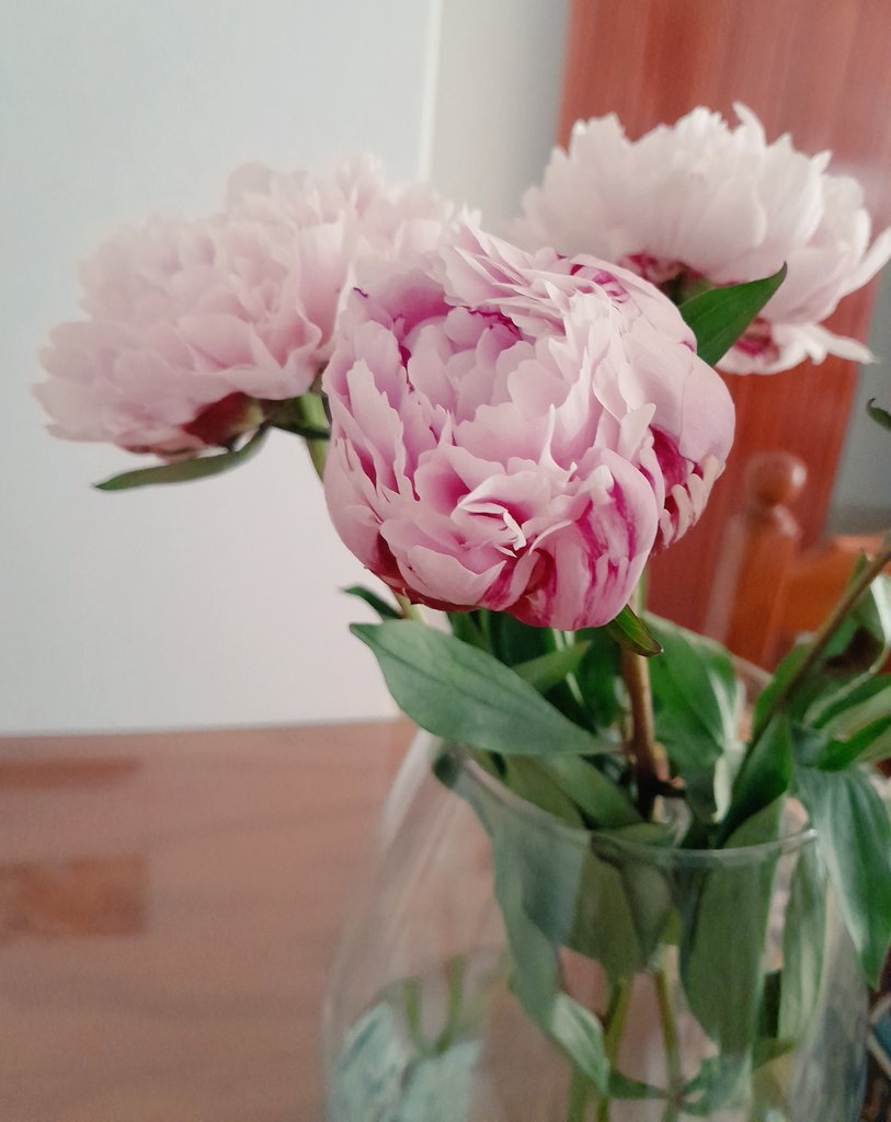 FresasConChoco's tweet photo. Muy buenas y dulces tardes a todos #FelizDomingo #feliztarde 🩷🌸 #peonias #peony #flowers https://t.co/U8mKjSwtZq