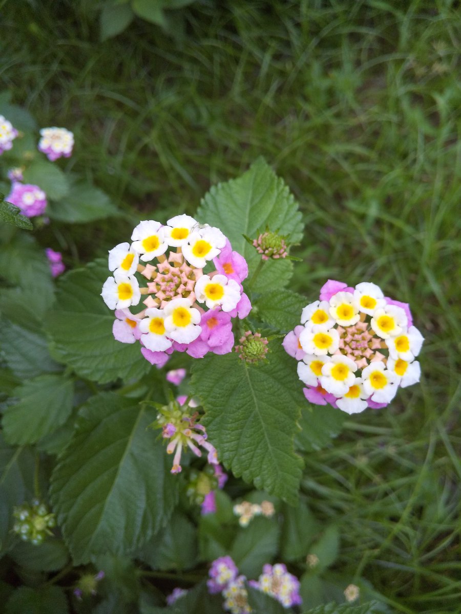 Nancy34512's tweet photo. 職場に咲いてる花。
ランタナというらしい。
対生で、花も対で咲くのが珍しい🌷🌷
かわええ☺️ https://t.co/7xNg3pnpEU
