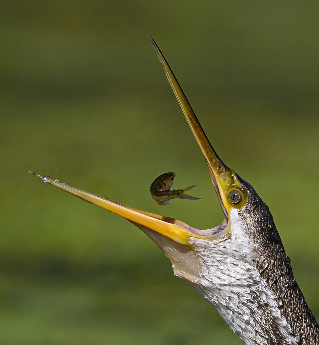 Between death & life. 
Bird ID: Oriental darter 
Camera: Nikon Z9, 500pf
Location: Rajasthan, India.
#indiaves #bbewildlifepotd #natgeoindia
#NatGeo #ThePhotoHour #BirdsSeenin2023 #birds #bbceart #amazingnature