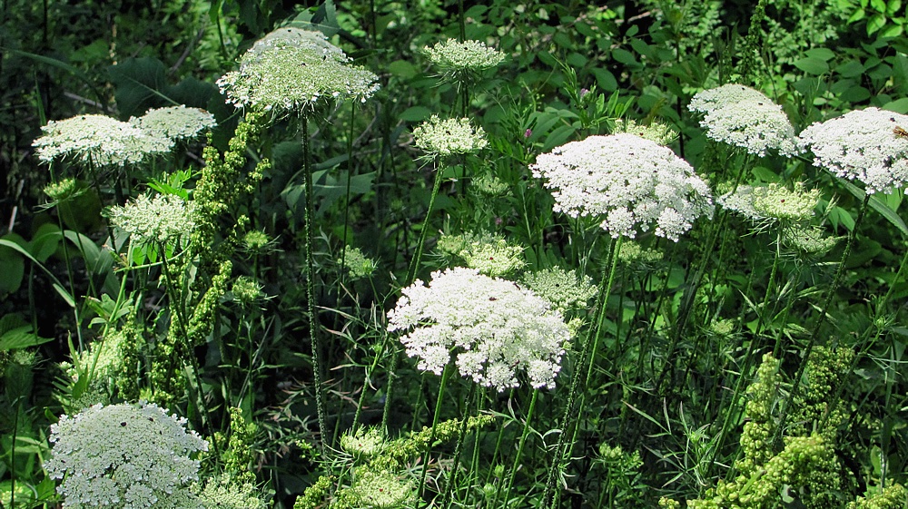 rsamuelsonb1's tweet photo. #FolkloreSunday Queen Anee's Lace - At the center of the flowerhead, is a tiny cluster of dark red flowers, like someone pricked their finger while working lace. Queen Anne (1702-1714) lost 17 children of her children, and sewed to comfort herself. https://t.co/f8z7Lpr7on