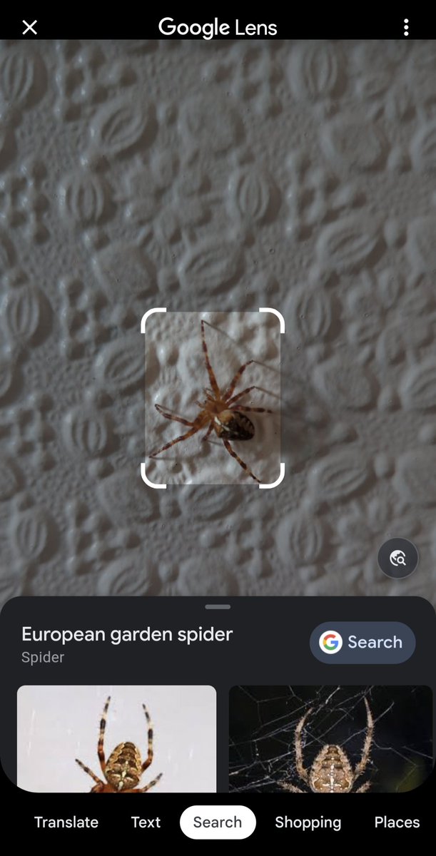 Ok, sudden realisation. Thanks to <a href="/Google/">Google</a> Lens, I just inadvertently used my phone as a Pokédex...

#Pokemon predicted the future.