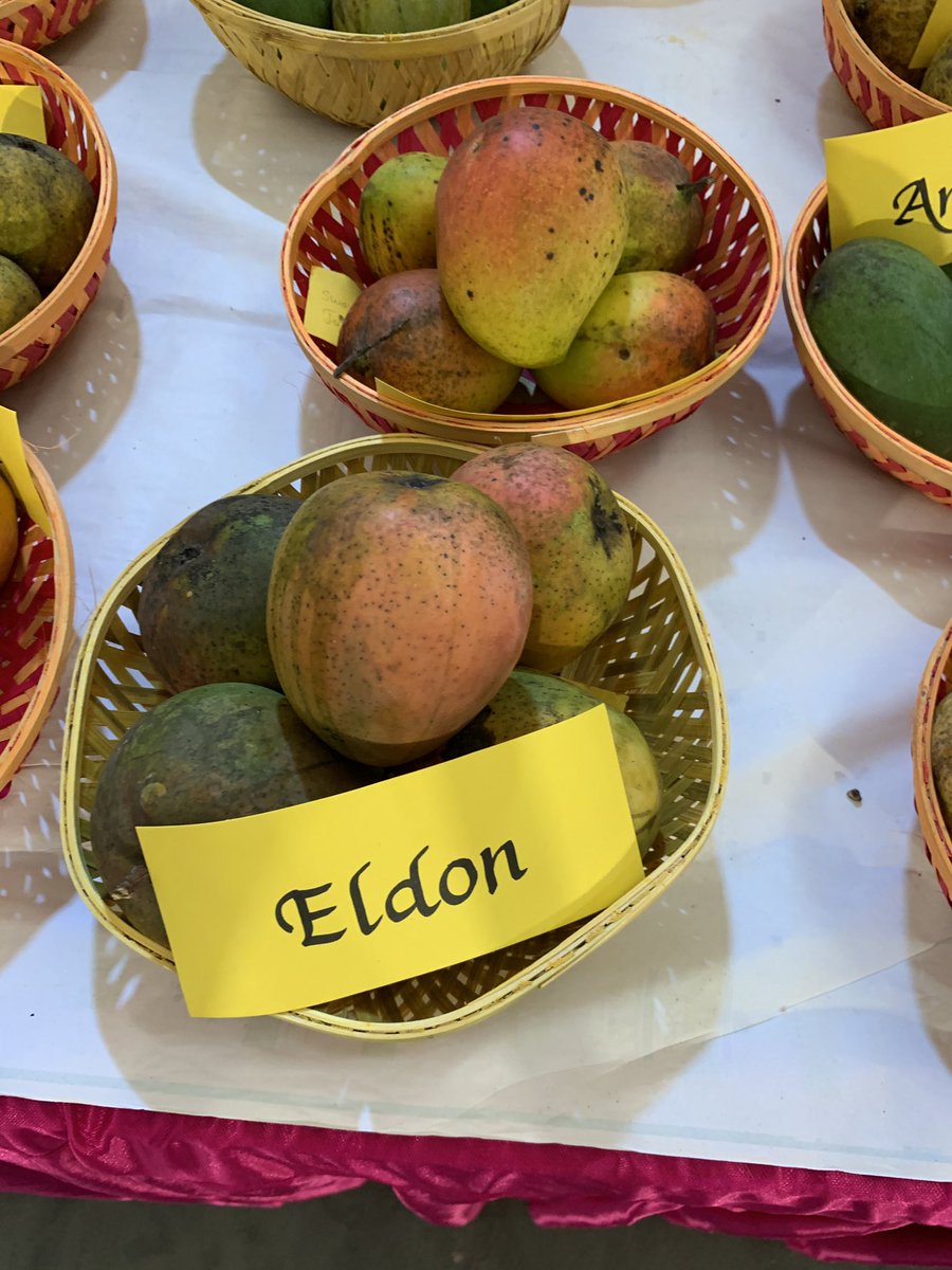 theabhayk's tweet photo. @jorgeheinel @mkoirala @UNBiodiversity @BioDivLibrary @PritishNandy @DeShobhaa @bombaytimes @raogajraj @ayushmannk @suvirsaran #zill and #keit are #varietyofindianmangoes #indianmangoes #mangoes ! So are #Eldon and #Alphonoso. https://t.co/DtcMjEOhm9