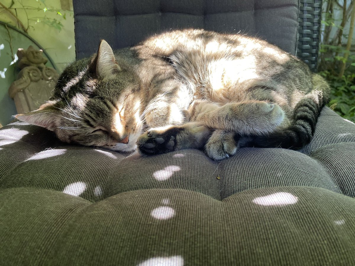 Lottikatz's tweet photo. @KaterOlli Och, ich bin da hart im Nehmen 😺 https://t.co/IIQpAdOirH
