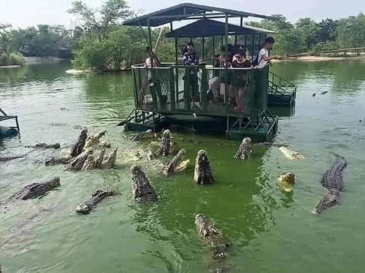 Kirikounews's tweet photo. Yon gwoup touris te ale vizite yon basen kayiman Endonezi pandan vizit lan te gen yon milyonè ki bezwen pimante okazyon an li deside lanse yon defi.
(Nenpòt moun ki plonje nan dlo an epi ki rive naje soti map bal yon milyon dola)
Toudenkou te gen yon silans simityè ke pèsòn pat ka eksplike ,kek segond aprè yo tande Boum yon Jèn bray plonje malgre lap rele anmweeeeey li rive naje soti sen e sof!
Chòy di! Chòy fèt!
Nèg lan touche kòb li epi kòm madanm li te la li pran li ale sou aplodisman lòt moun yo! 
Sou wout lan misye di cheri mwen pat lage kò m nan dlo an volontèman non m santi yon moun pouse m!
Fi an reponn: Se te mwen wi papi!

Moral istwa an " Dèyè chak nèg ki reyisi,toujou gen yon fanm ki la pou te bal bourad"
Pa bliye retweet tweet lan 😂😂😂