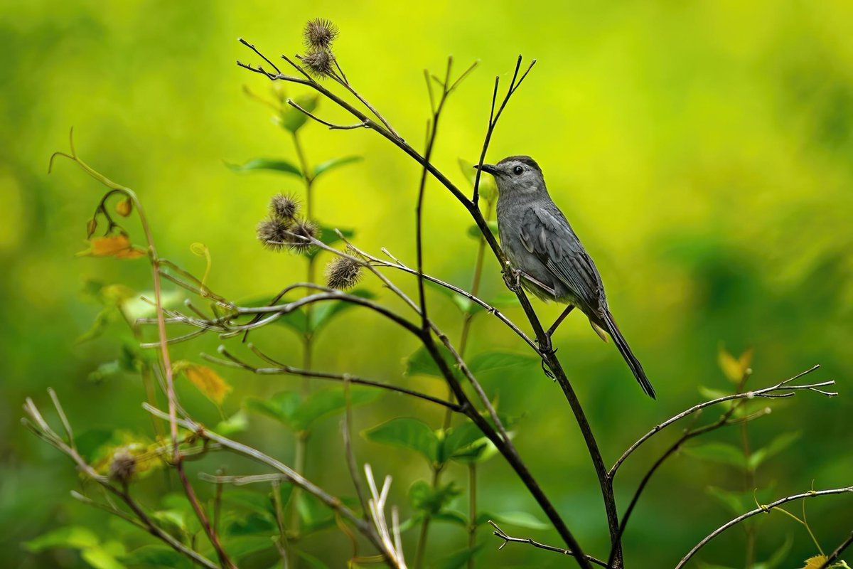 We would like to thank Dan Hudnell, for capturing this picture of a Gray Catbird from the Marion Tallgrass Trail. #marioncountyparkdistrict #birdsofohio #ohiobird #ohiobirding #ohiobirdnerds #ohiobirdwatching #ohiowildlife #ohionature #MarionOhio #MarionMade #visitmarionohio