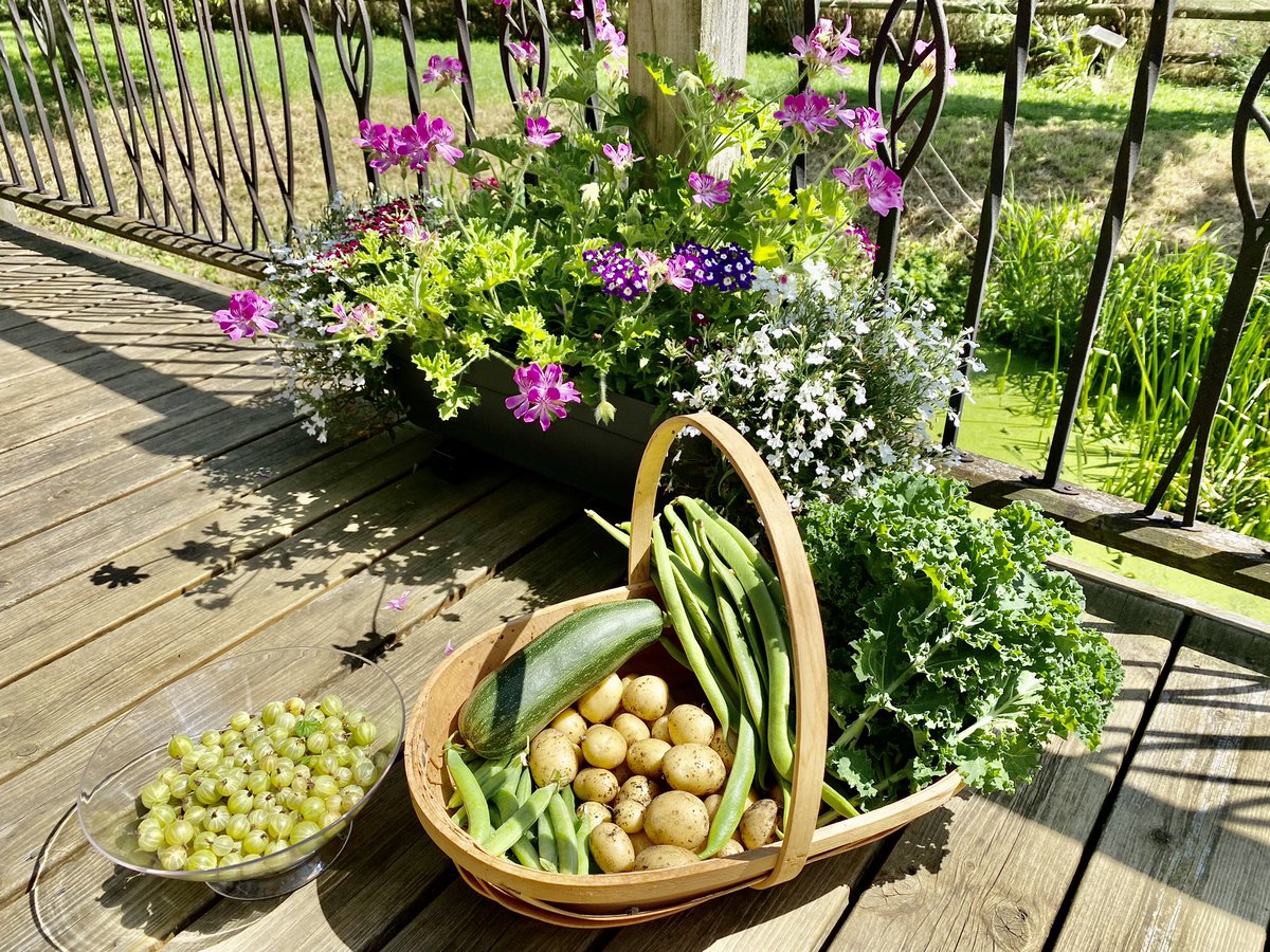 73cath's tweet photo. Today’s #harvest from the garden #Peas #RunnerBeans #NewPotatoes #Kale #Courgette #Gooseberries #HomeGrown #HomeProduce All grown by @PhilParslow75 🐧 @GWandShows @GWmag @TheMontyDon https://t.co/hU4CZaRzwR