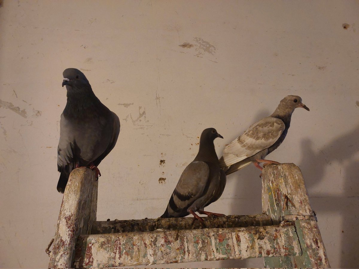 Animalistas Euskadi tweet media