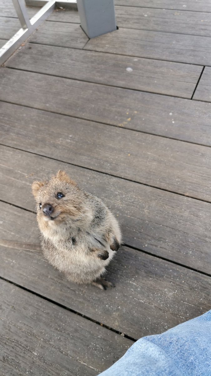 _sgmy__'s tweet photo. Rottnest island いってきた🏝 https://t.co/A0mwHaRAG9