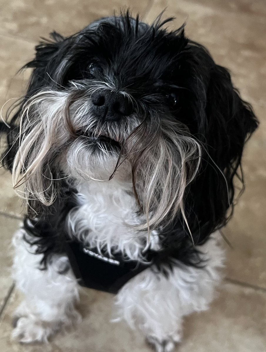 Hey! It’s my birfday! I’m nine today! Can we get some new frens for my birfday?? Dat would be pawsome!